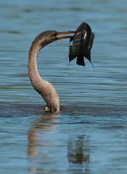 0299 Anhinga 60D-7034