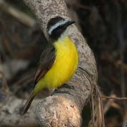 0300 Lesser Kiskadee 60D-6697