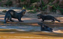 0305 Giant Otters 60D-7062