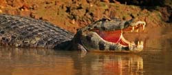 0306 Yacare Caiman 60D-7109
