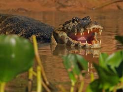 0311 Yacare Caiman 60D-7118