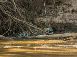 0314 Jaguar  with a Caiman 60D-7048