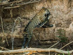 0316 Jaguar  with a Caiman 60D-7053
