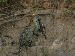 0318 Jaguar  with a Caiman 60D-7055