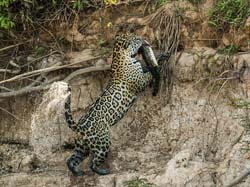 0319 Jaguar  with a Caiman 60D-7056