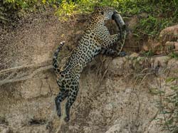0320 Jaguar  with a Caiman 60D-7057
