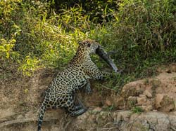 0321 Jaguar  with a Caiman 60D-7058