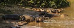 0322 Yacare Caiman 60D-7129
