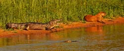 0323 Yacare Caiman and Capybara 60D-7137