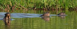 0324 Giant Otters 60D-6723