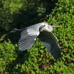 0325 Coci Heron 60D-6732