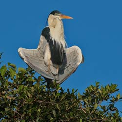 0327 DirecTv Heron 60D-7163