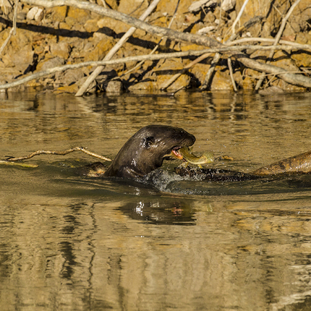 0332 Giant Otter 9J8E6418