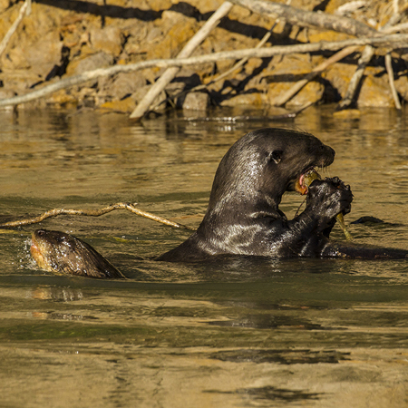 0337 Giant Otter 9J8E6439