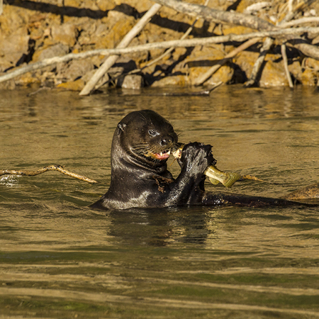 0339 Giant Otter 9J8E6449