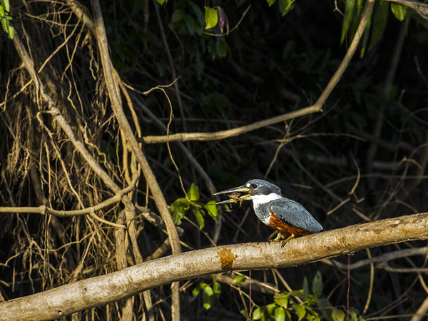 0341 Amazon Kingfisher 9J8E6602