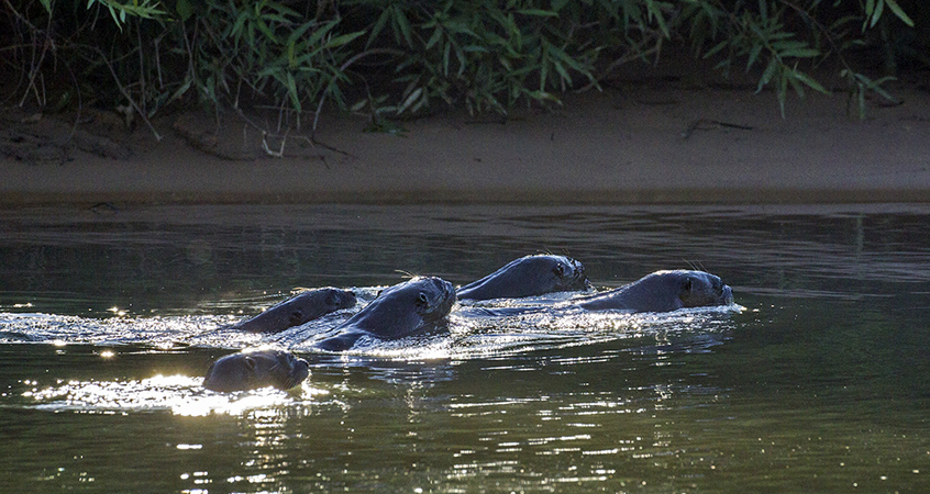 0343 Giant Otter Family 9J8E6403