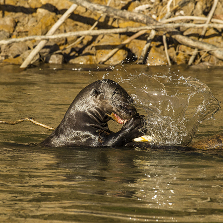 0344 Giant Otter 9J8E6466