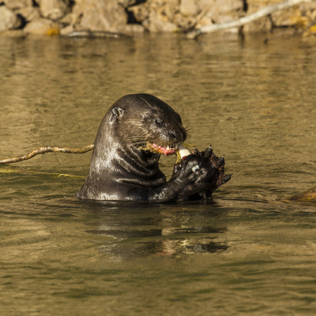 0347 Giant Otter 9J8E6506