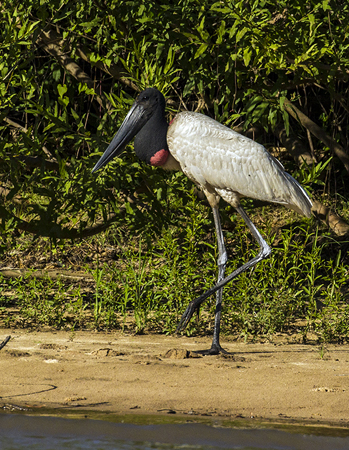 0349 Jabiru Stork 9J8E6623