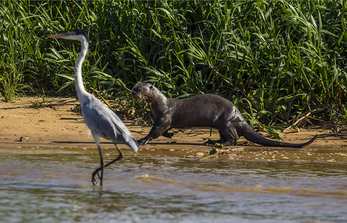 0350 Coci Heron & Giant Otter 9J8E6653