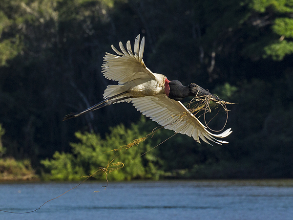 0352 Jabiru Stork 9J8E6635