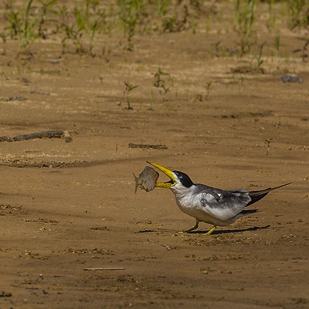 0355 Large-billed Tern 9J8E6687