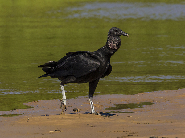 0359 Black Vulture 9J8E6707