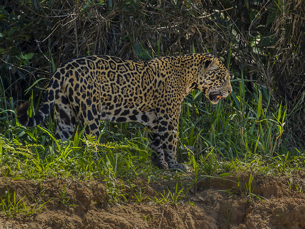 0360 Jaguar 9J8E6745