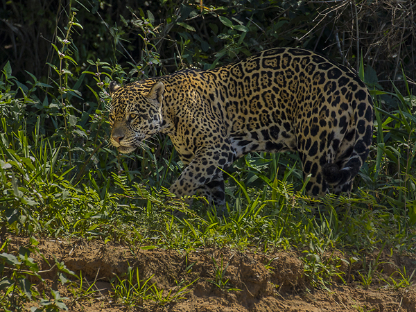 0362 Jaguar 9J8E6758