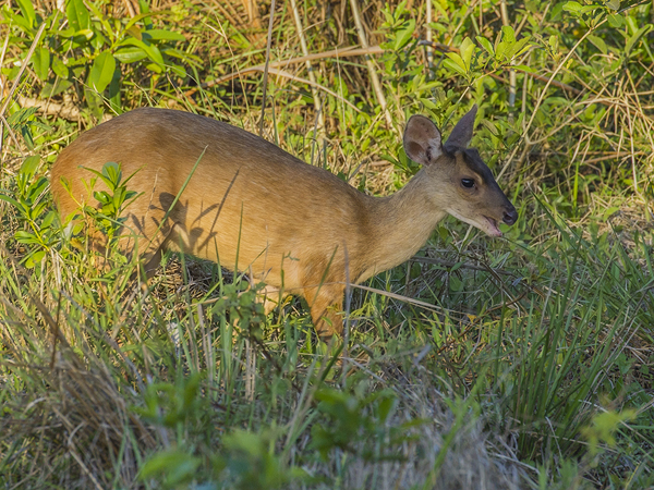 0367 Deer 9J8E6811