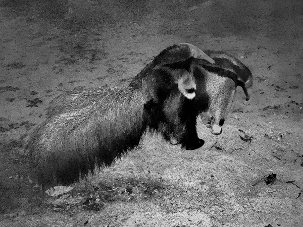 0372 Anteater with Juvenile Rider IMG_5217