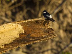0330 White-winged Swallow 9J8E6394