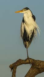 0331 Coci Heron 9J8E6380