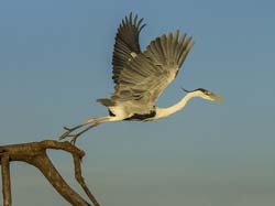 0333 Coci Heron 9J8E6383
