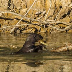 0334 Giant Otter 9J8E6431