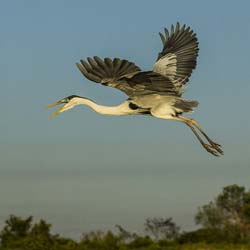 0336 Coci Heron 9J8E6386