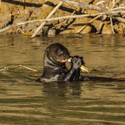 0339 Giant Otter 9J8E6449