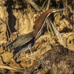 0340 Rufescent Tiger Heron 9J8E6532