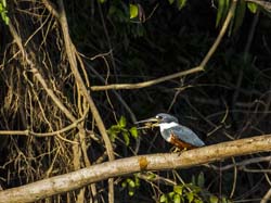 0341 Amazon Kingfisher 9J8E6602