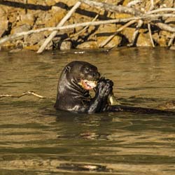 0342 Giant Otter 9J8E6456