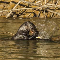 0344 Giant Otter 9J8E6466