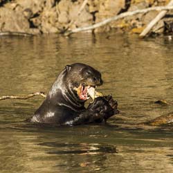 0345 Giant Otter 9J8E6494