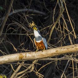 0346 Amazon Kingfisher 9J8E6555