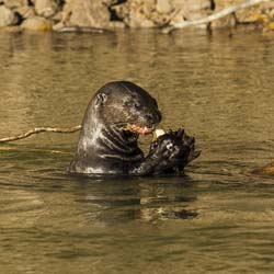 0347 Giant Otter 9J8E6506