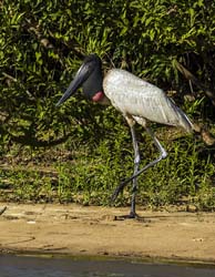 0349 Jabiru Stork 9J8E6623