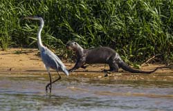 0350 Coci Heron & Giant Otter 9J8E6653