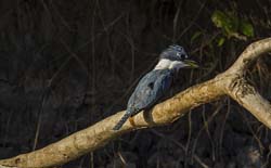 0351 Amazon Kingfisher 9J8E6606