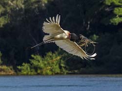 0352 Jabiru Stork 9J8E6635