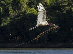 0354 Jabiru Stork 9J8E6640